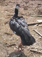 Northern Screamer - Chauna chavaria