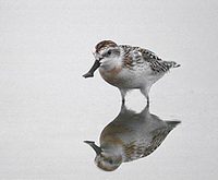 Spoonbill Sandpiper (Eurynorhynchus pygmeus) photo