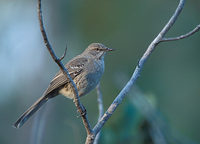 Bahama Mockingbird (Mimus gundlachii) photo