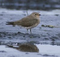 Oriental Pratincole (Glareola maldivarum) photo