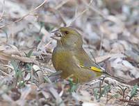 European Greenfinch (Carduelis chloris) photo