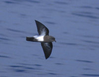 Black-bellied Storm-Petrel (Fregetta tropica) photo