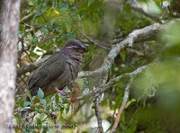 Amethyst Dove - Phapitreron amethystina