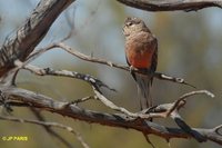 Bourke's Parrot - Neophema bourkii