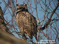 Great Horned Owl - Bubo virginianus