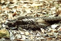 White-throated Nightjar - Eurostopodus mystacalis