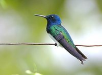 White-necked Jacobin - Florisuga mellivora