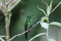 Green-crowned Brilliant - Heliodoxa jacula