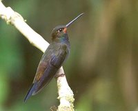 White-tailed Hillstar - Urochroa bougueri