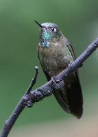 Tyrian Metaltail - Metallura tyrianthina