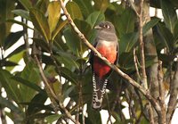 Blue-crowned Trogon - Trogon curucui