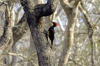 White-bellied Woodpecker - Dryocopus javensis