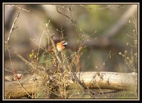 White-whiskered Spinetail - Synallaxis candei