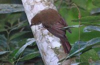 Thrush-like Woodcreeper - Dendrocincla turdina