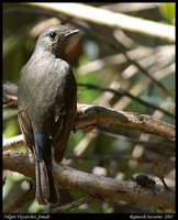 Nilgiri Flycatcher - Eumyias albicaudata
