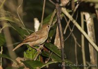 Ferruginous Babbler - Trichastoma bicolor