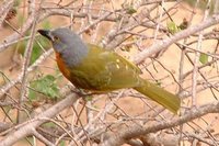 Gray-headed Bushshrike - Malaconotus blanchoti