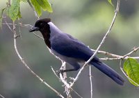 Violaceous Jay - Cyanocorax violaceus