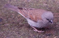 Southern Gray-headed Sparrow - Passer diffusus