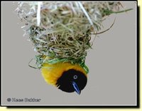 Lesser Masked-Weaver - Ploceus intermedius