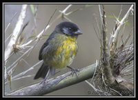 Santa Marta Brush-Finch - Atlapetes melanocephalus