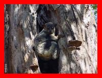 Ahmanson's Sportive Lemur (Lepilemur ahmansoni)