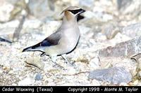 Cedar Waxwing  (Texas)