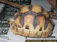 Madagascar Ploughshare Tortoise, Geochelone yniphora