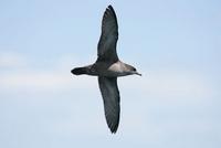 Sooty Shearwater (Puffinus griseus)