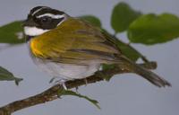 Pectoral sparrow in Suriname