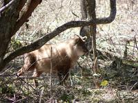 Japanese serow