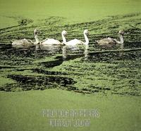 Young swans ( Cygnus olor ) in pond with duckweed stock photo
