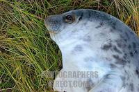 Grey Seal ( Halichoerus grypus ) pup . Donna Nook . England . stock photo