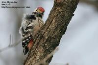 Dendrocopos leucotos , 큰오색딱다구리 - White-backed Woodpecker