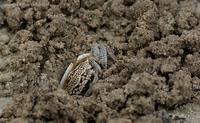crab
