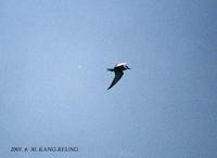 Whiskered-Tern Chlidonias hybridus 구렛나룻제비갈매기