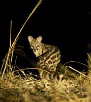 Large Spotted Genet