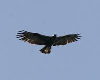 Spanish Imperial Eagle (Aquila adalberti)