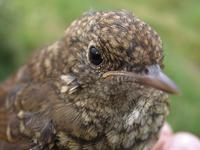 Thrush Nightingale (Luscinia luscinia), 1K