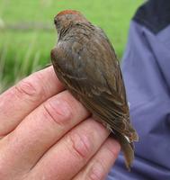 Common Rosefinch (Carpodacus erythrinus)