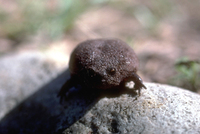 : Breviceps fuscus; Black Rain Frog