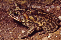 : Bufo coccifer
