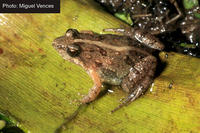 : Phrynobatrachus mababiensis; Mababe Puddle Frog
