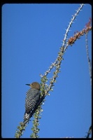 : Centurus uropygialis; Gila Woodpecker