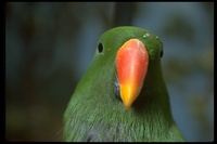 : Eclectus roratus; Eclectus Parrot