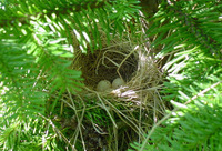 : Empidonax traillii; Willow Flycatcher