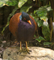 : Otidiphaps nobilis; Magnificent Ground Pigeon