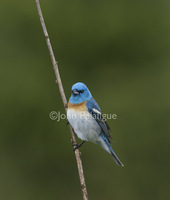 : Passerina amoena; Lazuli Bunting