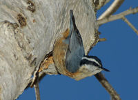 : Sitta canadensis; Red-breasted Nuthatch