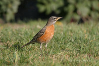 : Turdus migratorius; American Robin